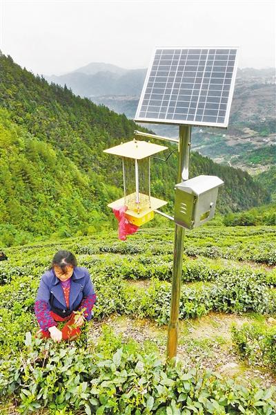 太阳能杀虫灯